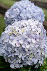 hydrangea flowers that are in bloom and are bright and beautiful