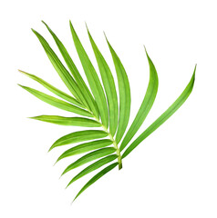 green leaf of palm tree isolated on white background