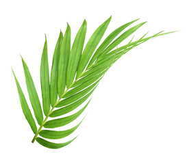 green leaf of palm tree isolated on transparent background png file