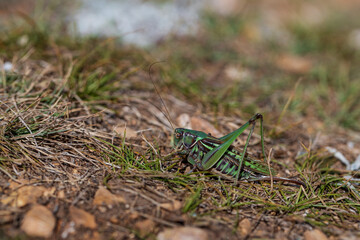 Green locust close-up on the yellow autumn grass. 