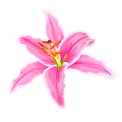 Watercolor lily, elegant pink lilly flower. Hand drawn flower PNG file on transparent background for your design. - obrazy, fototapety, plakaty