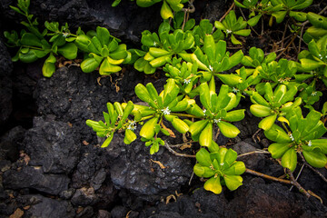 Hawaii Volcanic Plants