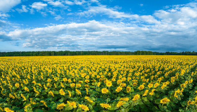 Sunflowers field over blue cloudy sky