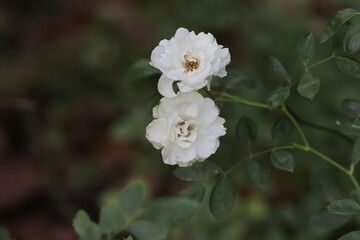 Obraz na płótnie Canvas White rose flower blossoms in the garden