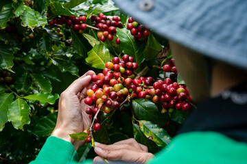 Coffee farmer picking ripe cherry beans, Fresh coffee bean in basket, Close up of red berries...