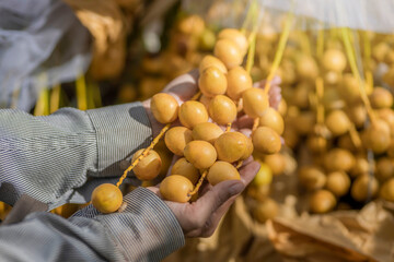 raw dates in growers' mobile, yellow dates, fresh dates in the field, Fruit on the palm tree, Close-up view of date palm,