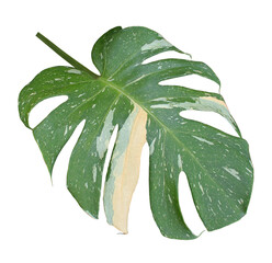 green monstera palm leaf isolated on transparent background png file