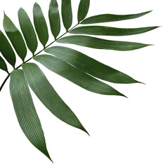 green palm leaf isolated on transparent background png file