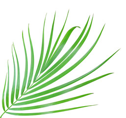 green palm leaf isolated on transparent background png file