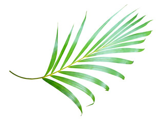 palm tree leaf on transparent background png file