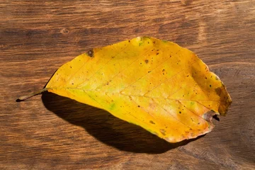 Foto op Canvas Yellow leaf on wooden surface © vectorfusionart