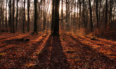 Sun shining through the trees making shadows on a forest floor covered in leaves on a fall day in the Palatinate forest of Germany.