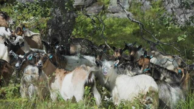 A close-up shot of the goat herd grazing on the lush pasture in the mountains. Slow-motion, pan follow.