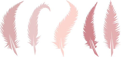 set of feathers vector isolated bird illustration