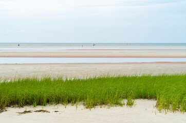 landscape of green grass on the beach