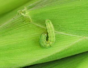close up on green caterpillar on corn cob