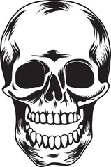 Skull vector illustration and graphics