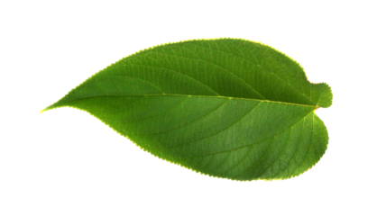 green leaf on transparent background png file
