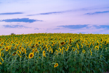 Landscape of sunflower blooming in the field under dusk sky