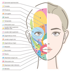Facial muscles of woman. Half of her face dissected. Vector illustration isolated on white background.