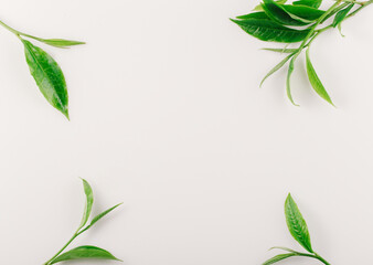 Obraz premium Green tea leaf isolated on white background