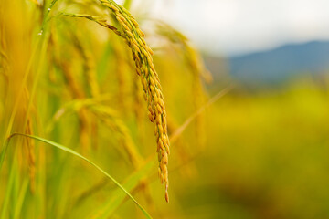 Rice field, close up yellow rice seed ripe