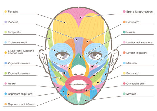 Diagram of facial muscles. Mimetic muscles of human. Vector illustration isolated on white background.