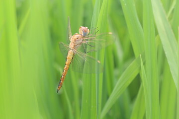 Libélula en cultivo de arroz. Fauna benéfica.