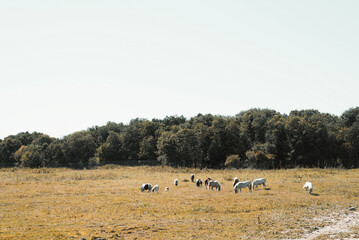 Fototapeta na wymiar Wild white horses grazing on a dry meadow in the open air, general view