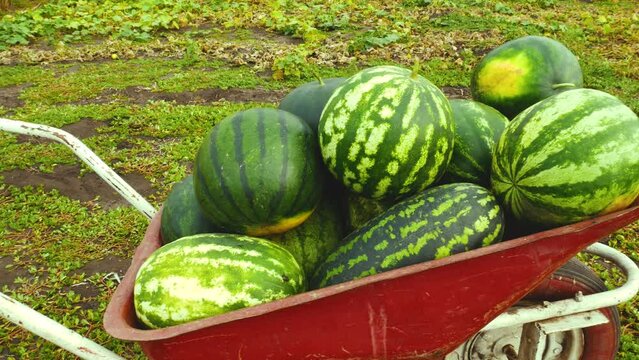 A full wheelbarrow with ripe large watermelons is in the garden on the beds. Harvesting watermelons in summer. Cultivation of melons, watermelons, eco-products. Sweet berry