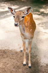 Baby deer