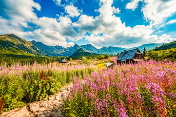 Tatra National Park in Poland. Tatra mountains panorama, Poland colorful flowers and cottages in Gasienicowa valley (Hala Gasienicowa) Hiking in nature landscape - obrazy, fototapety, plakaty