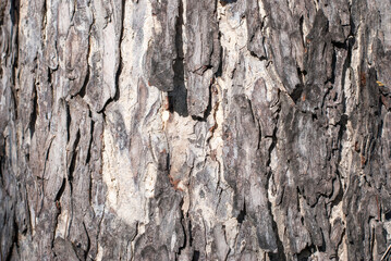 The bark of an old tree in the park. close up.