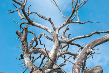 The shapes and lines of the dry branches contrast with the bright blue sky.