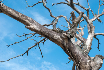 The shapes and patterns of the dry branches contrast with the bright blue sky.