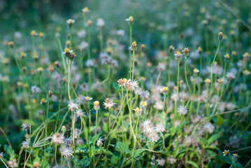 Fototapeta premium Tridax Procumbens, grass flowers growing up in nature looks fresh and beautiful.