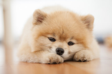 sleeping pomeranian spitz dog lying on floor