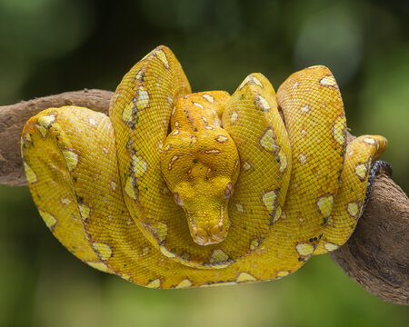 yellow tree python