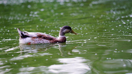 lonely ducks swimming in water