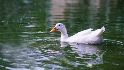 cute white duck in water