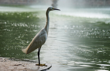 A white egret standing by the water's edge