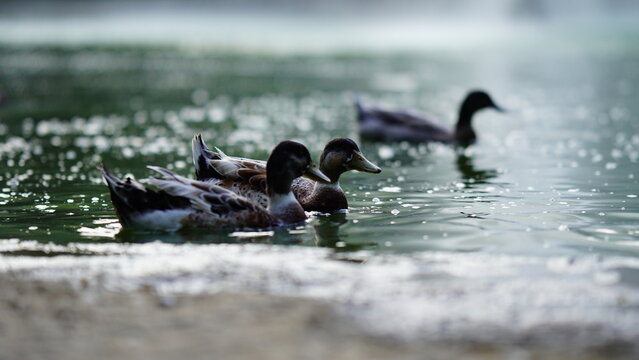 duck swimming in water image