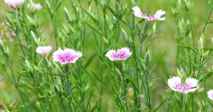 pink and white blooming gillyflower carnation flowers