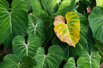 Obraz premium Philodendron Gloriosum turning yellow due to pest infestion in the rain forest. Green velvet, white vein, heart shape, rainforest foliage, huge leaf.