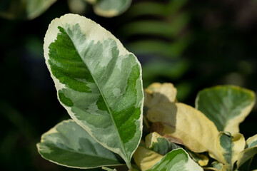 Close up of the Variegated Ficus Elastica Rubber Fig plant leaf