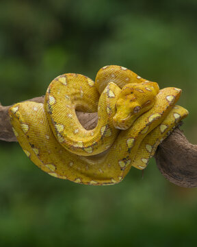 green tree python