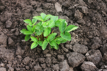 beds with strawberry bush