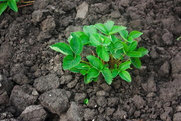 beds with strawberry bush