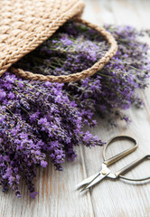 Obraz na płótnie Canvas Seasonal pruning of lavender.