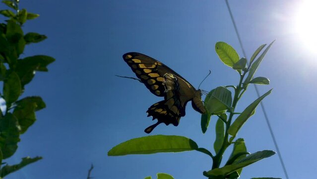 A close up shot of a beautiful Butterfly in the sunlight, seemingly it is laying eggs on citrus leaves. I  believe it to be a Western Swallowtail of some kind. Bright green and black colors.